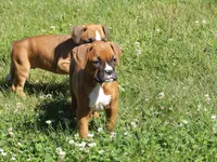 Kirsi , a female Boxer for sale in Newville, PA – 3 of 4
