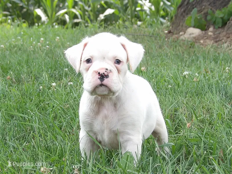 Chunks  – Boxer puppy for sale in Newville, PA