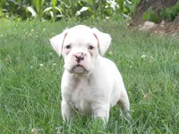Chunks , a male Boxer for sale in Newville, PA – 3 of 5