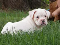 Chunks , a male Boxer for sale in Newville, PA – 2 of 5