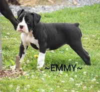 Emmy, a female Boxer for sale in Newville, PA – 1 of 6