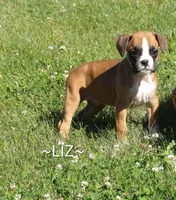 Liz, a female Boxer for sale in Newville, PA – 1 of 4