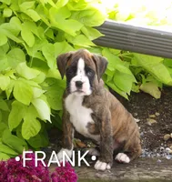 Frank, a male Boxer for sale in Newville, PA – 1 of 6