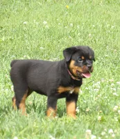 Zora, a female Rottweiler for sale in Newville, PA – 3 of 5