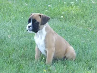 Ace, a male Boxer for sale in Newville, PA – 2 of 4