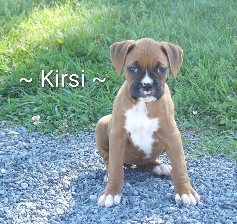 Kirsi  – Boxer puppy for sale in Newville, PA