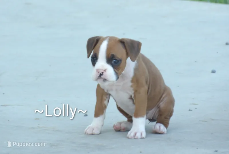 Lolly – Boxer puppy for sale in Newville, PA