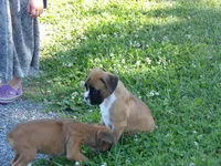 Ace, a male Boxer for sale in Newville, PA – 3 of 4