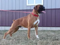 Mack, a male Boxer for sale in Newville, PA – Photo 5 of 6