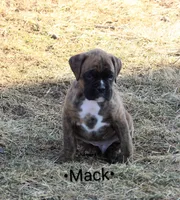 Mack, a male Boxer for sale in Newville, PA – Photo 2 of 6
