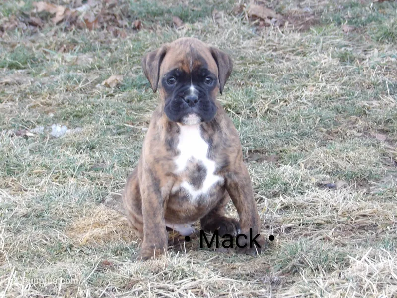 Mack, a male Boxer for sale in Newville, PA – Photo 1 of 6