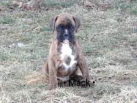 Mack, a male Boxer for sale in Newville, PA – Photo 1 of 6