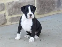 Saige, a female Boxer for sale in Newville, PA – Photo 3 of 3