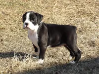 Saige, a female Boxer for sale in Newville, PA – Photo 2 of 3