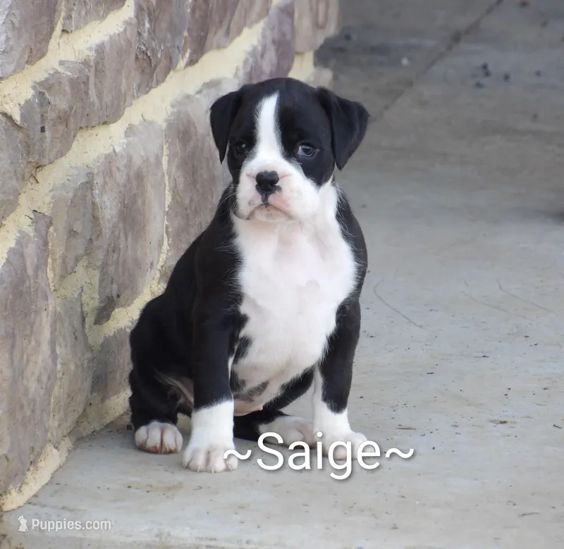 Saige, a female Boxer for sale in Newville, PA – Photo 1 of 3
