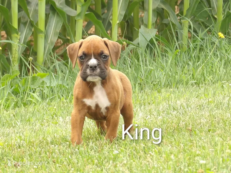 King – Boxer puppy for sale in Newville, PA