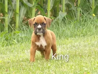 King, a male Boxer for sale in Newville, PA – 1 of 5