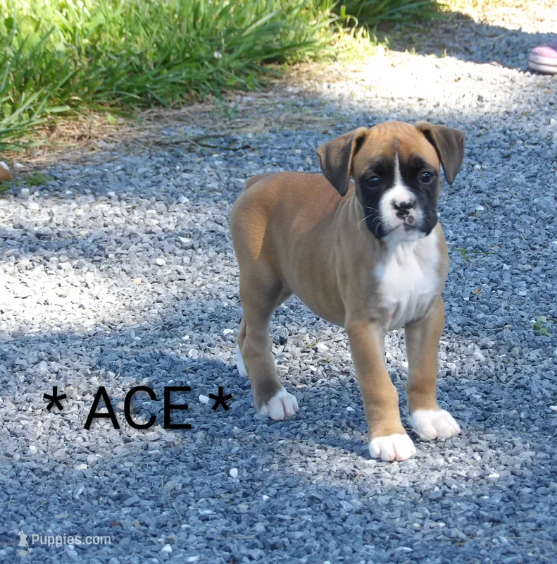 Ace – Boxer puppy for sale in Newville, PA