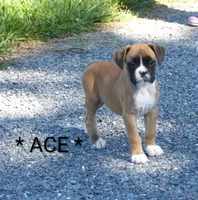 Ace, a male Boxer for sale in Newville, PA – 1 of 4
