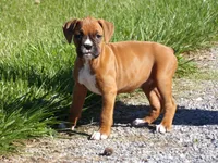 Kirsi , a female Boxer for sale in Newville, PA – 2 of 4
