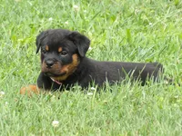 Zora, a female Rottweiler for sale in Newville, PA – 2 of 5