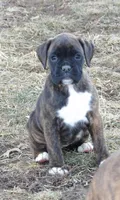 Sosha, a female Boxer for sale in Newville, PA – Photo 2 of 6