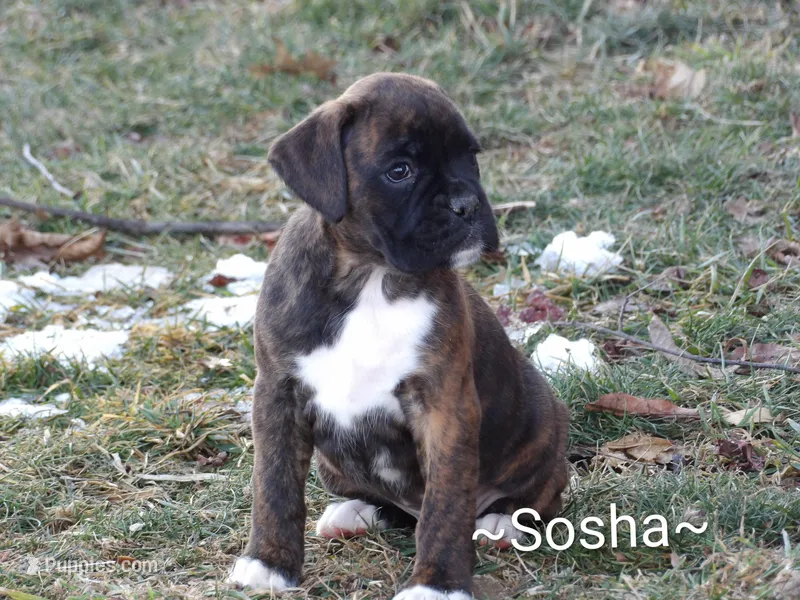 Sosha, a female Boxer for sale in Newville, PA – Photo 1 of 6