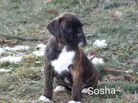 Sosha, a female Boxer for sale in Newville, PA – Photo 1 of 6