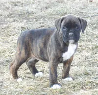 Sosha, a female Boxer for sale in Newville, PA – Photo 4 of 6