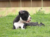 Emmy, a female Boxer for sale in Newville, PA – 4 of 6