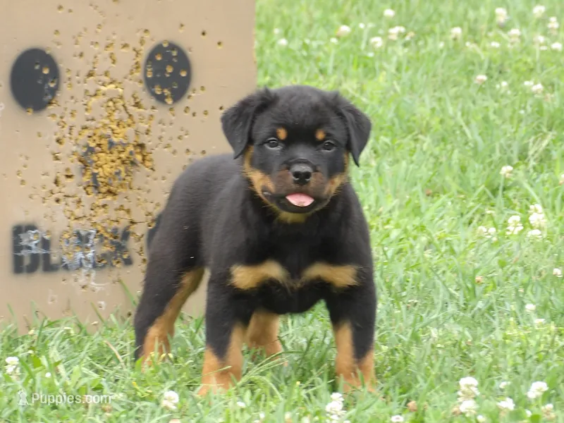 Midnight  – Rottweiler puppy for sale in Newville, PA