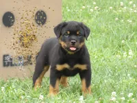 Midnight , a male Rottweiler for sale in Newville, PA – 1 of 5