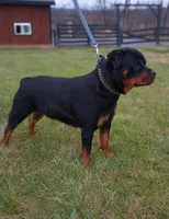 Zoey , a female Rottweiler for sale in Newville, PA – 4 of 5