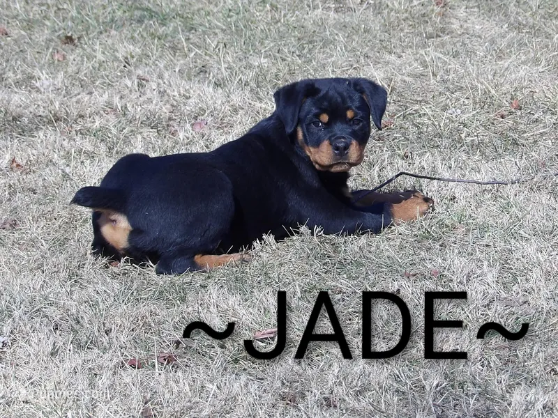 Jade