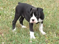 Emmy, a female Boxer for sale in Newville, PA – 3 of 6