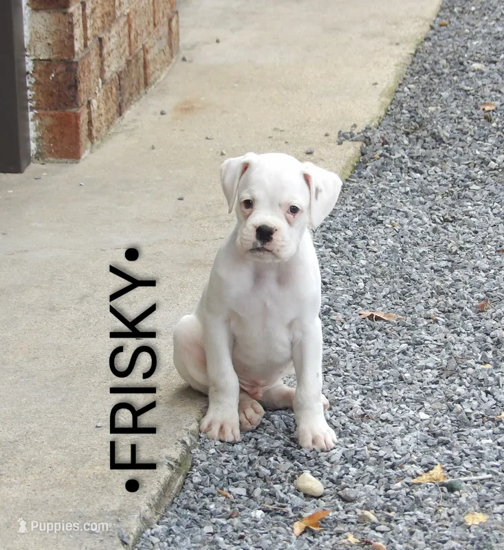 Frisky  – Boxer puppy for sale in Newville, PA