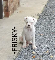 Frisky , a male Boxer for sale in Newville, PA – 1 of 6