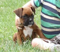 Kenzo, a male Boxer for sale in Newville, PA – 2 of 5