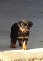 processed/294f8ff6-cfe4-42c4-b2ac-c2840dcf2f4a/listing/9d982b7b-d483-49cd-9e3c-cc19fc2bd431/77e933e4-6fb0-4a43-b24d-a26b2050fad4