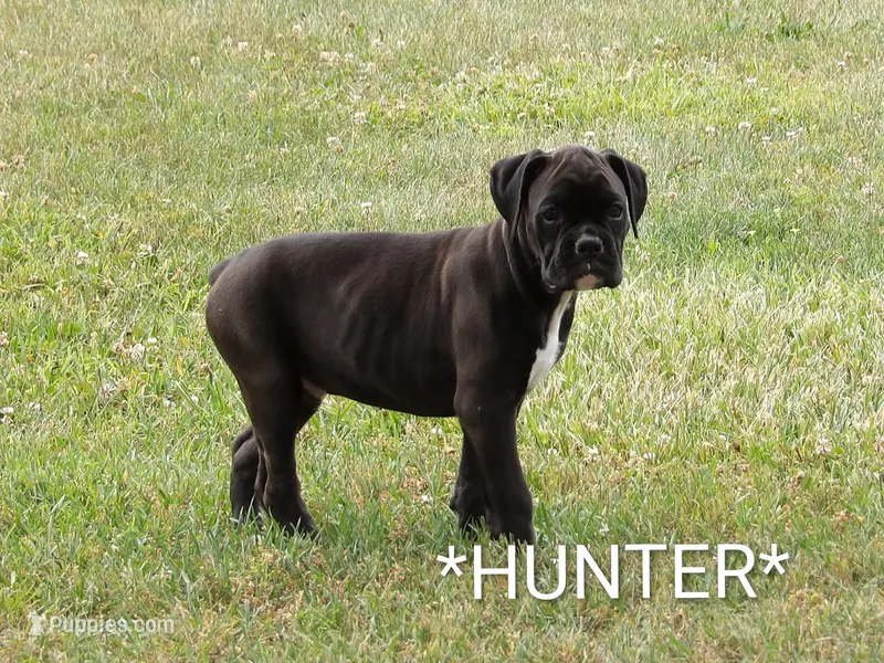 Hunter  – Boxer puppy for sale in Newville, PA