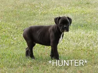 Hunter , a male Boxer for sale in Newville, PA – 1 of 5