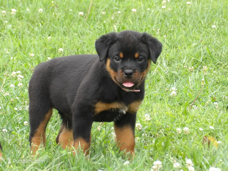Zora – Rottweiler puppy for sale in Newville, PA
