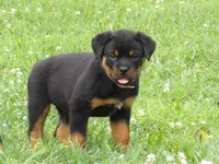 Zora, a female Rottweiler for sale in Newville, PA – 1 of 5
