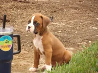 Krew, a male Boxer for sale in Newville, PA – 3 of 5