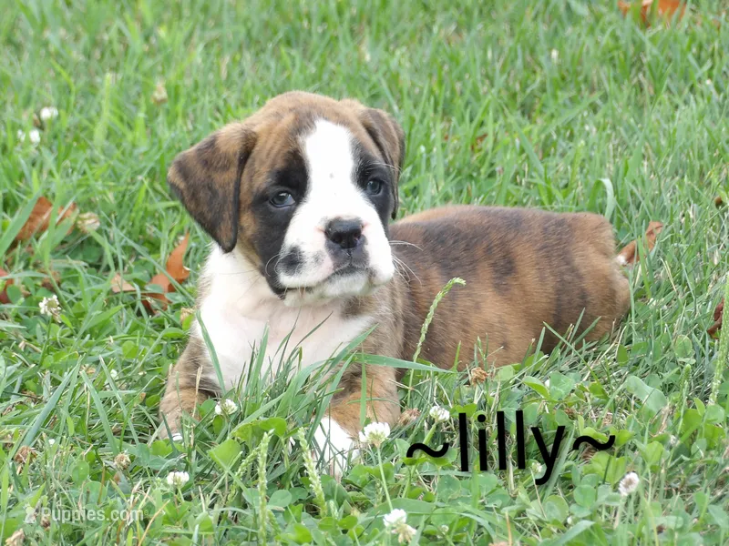 Lilly – Boxer puppy for sale in Newville, PA