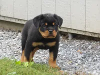 Mack , a male Rottweiler for sale in Newville, PA – 2 of 5