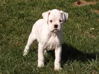 Marshall , a male Boxer for sale in Newville, PA – Photo 3 of 7