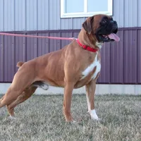 Marshall , a male Boxer for sale in Newville, PA – Photo 7 of 7