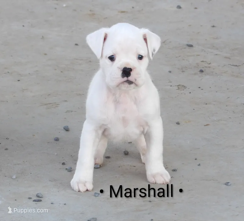 Marshall , a male Boxer for sale in Newville, PA – Photo 1 of 5