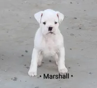 Marshall , a male Boxer for sale in Newville, PA – Photo 1 of 5